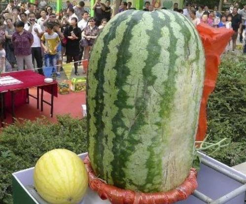 兴业全球基金吃瓜,揭秘投资界的“吃瓜”风云