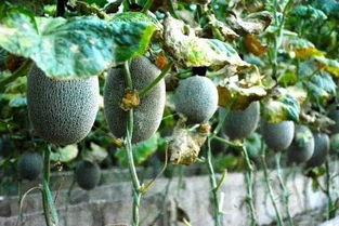 黄色的吃瓜蜂,揭秘神秘昆虫的生态与习性