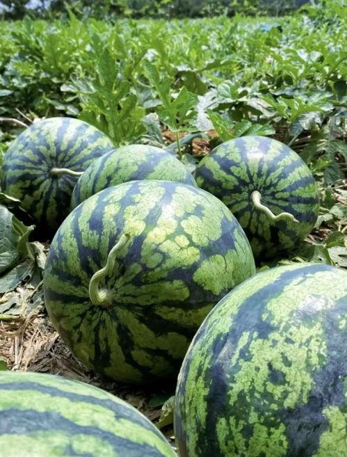 瓜地里吃西瓜,夏日西瓜的甜蜜诱惑