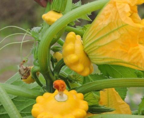 花前月下吃瓜微博,吃瓜群众热议微博新动态