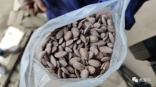 吃瓜能挣钱就行,揭秘网络时代的新兴赚钱之道