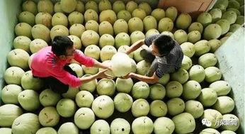 吃日本白瓜的作用,美容养颜，健康益寿的神奇瓜果”