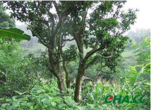 古茶树下吃瓜,一场穿越千年的茶话会
