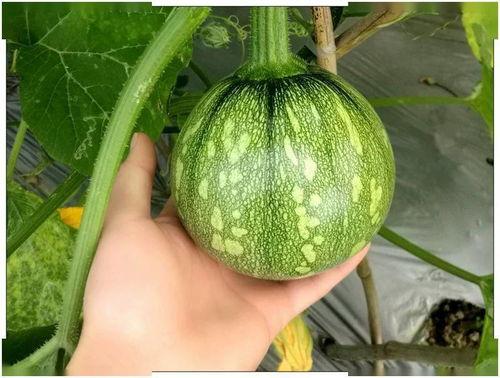 小海棠瓜最新吃瓜,揭秘娱乐圈幕后真相