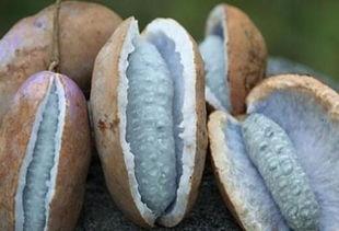 吃八月瓜吃籽,从果实到美食的蜕变