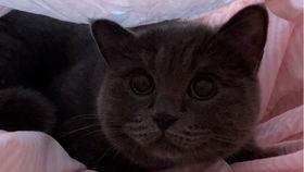 吃瓜的猫猫视频