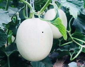 黄色爽瓜怎么吃,解锁夏日清新美味