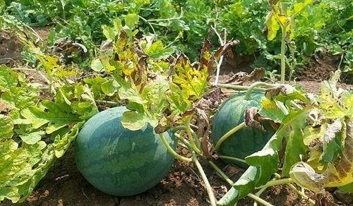 立秋吃瓜害处,揭秘潜在害处与养生之道