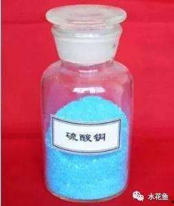 有小瓜虫病的鱼可以吃吗,可食用还是弃之？