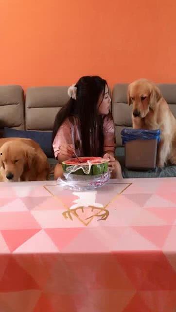 狗主人吃瓜事件,一场引发社会热议的宠物争议