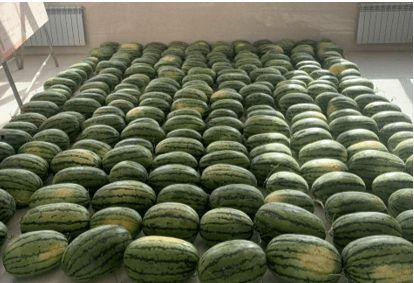 校园吃瓜图片大全,揭秘校园生活趣味瞬间