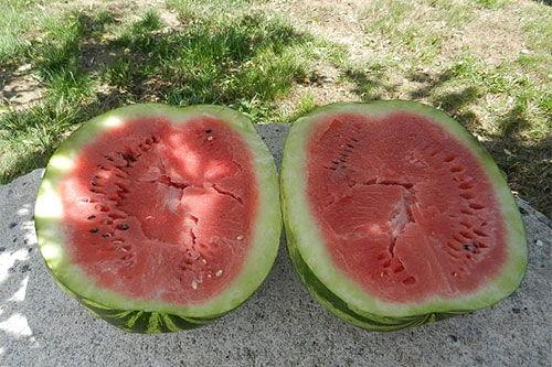 梦到在瓜地里吃瓜