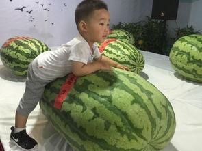 河北邯郸吃瓜事件,一场网络热议背后的真相与反思