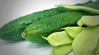 北中医东方吃瓜,揭秘中医养生与美食的完美融合