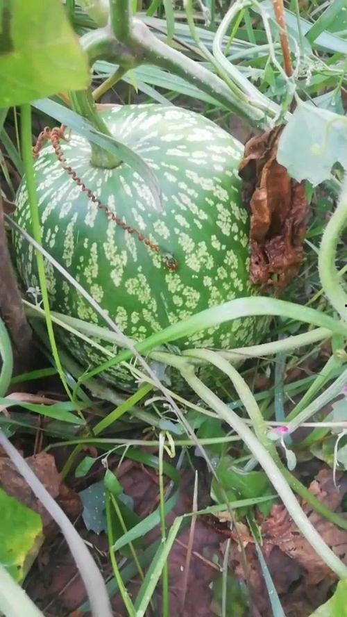 吃瓜不看瓜,网络热词背后的趣味与思考