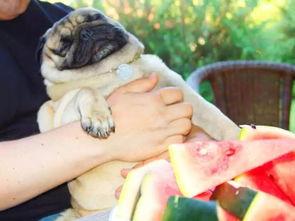 狗可以吃熏瓜吗怎么吃,熏瓜的正确食用方法及注意事项