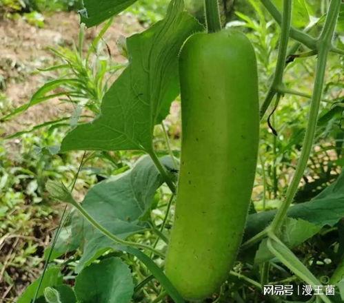 上街有瓜大家吃,邻里情谊浓