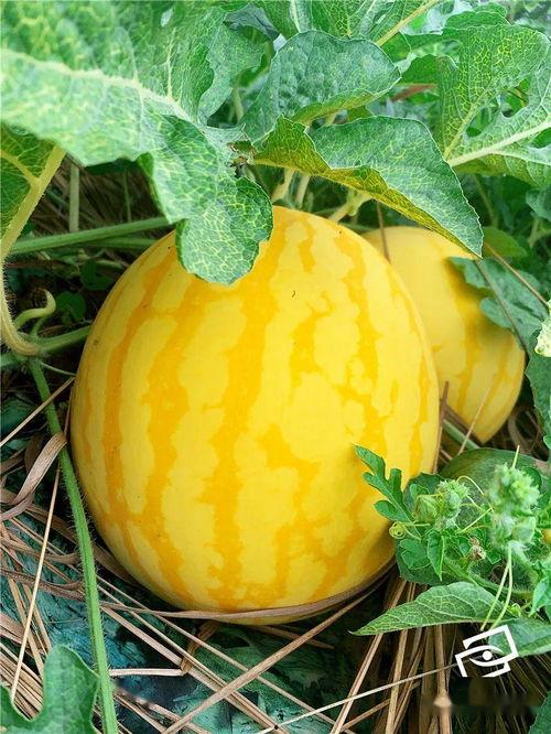 现在上哪吃瓜,揭秘“现在上哪吃瓜”的瓜界风向标