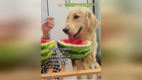 狗怎么喜欢吃瓜,揭秘瓜类对狗狗的诱惑