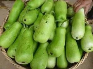 葫芦爷爷吃瓜视频,葫芦爷爷的奇妙吃瓜之旅