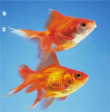 金鱼吃哈密瓜好吗图片视频