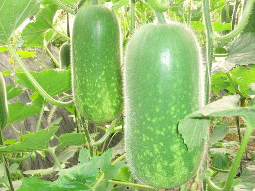 严厉打击吃瓜视频大全,守护清朗网络空间