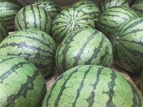 地瓜带你吃瓜搞笑视频,搞笑视频盛宴来袭！