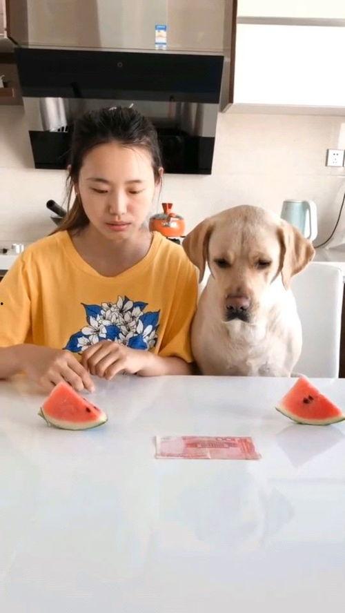 吃瓜爆火视频,吃瓜爆火视频背后的网络狂欢