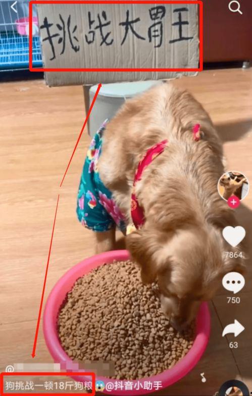 狗可以吃白兰瓜嘛视频,白兰瓜的适宜性解析