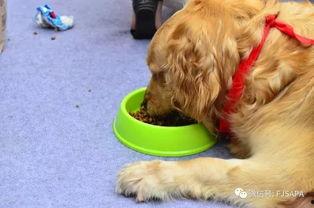 宠物吃贝贝瓜好吗视频