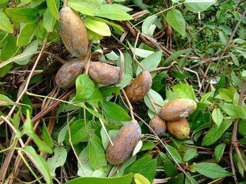 在家吃八月瓜的视频,轻松制作美味瓜果的秘诀分享