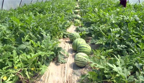 永康吃瓜事件视频最新,视频揭露惊人真相，网友热议不断